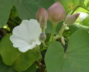 Turpeth Vine